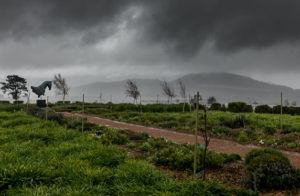 Drakenstein Stud Farm stallion day (photo: hamishNIVENPhotography)