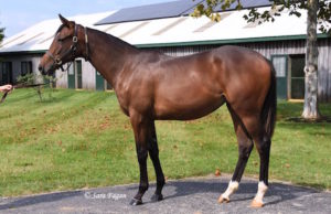 2017 Keeneland September Yearling Sale Hip 2405 (Animal Kingdom - Crimson Palace) (photo: Sara Fagan)