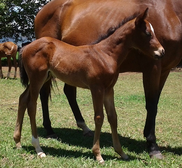 Brigtnumberten as a foal (photo: supplied)