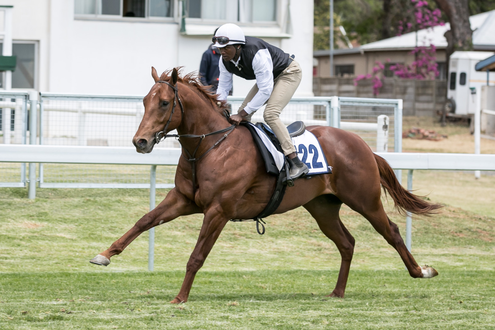 2017 Lanzerac Ready To Run Sale - Lot 122 (photo: hamishNIVENPhotography)