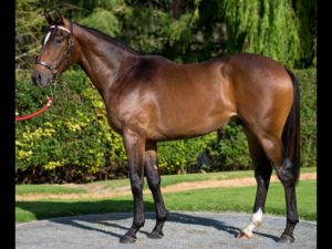 2018 CPYS Lot 213 - CAPTAIN CHORUS (Captain Al - Cantabella)