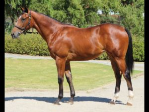 2018 CPYS Lot 58 - UNNAMED (Captain Al - Linda My Love)