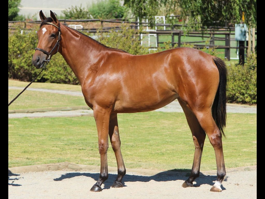 2018 CPYS Lot 74 - UNNAMED (Frankel - Mowaadah)