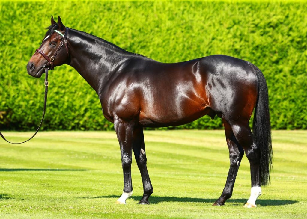 Bated Breath (photo: Juddmonte)