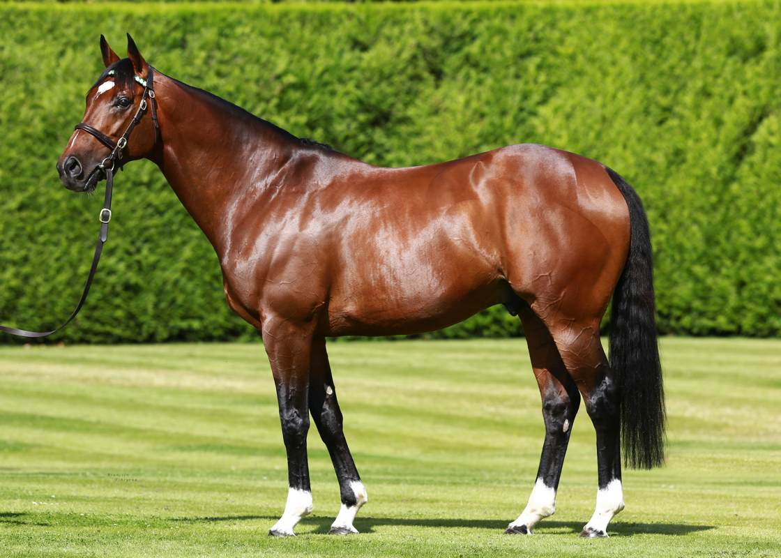 Frankel (photo: Juddmonte)