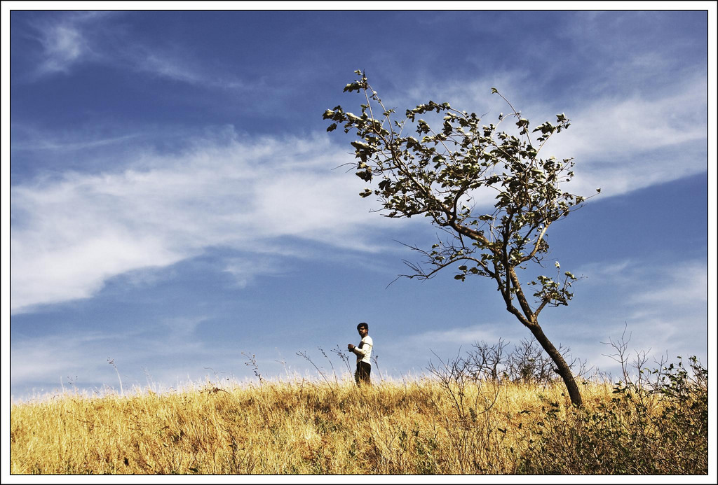 Tree (photo: Flickr)