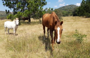 Tommy and his buddy Gus 