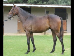 CTS April Yearling Sale Lot 97 - 