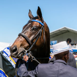 Sergeant Hardy (photo: hamishNIVENPhotography)