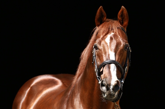 Giant's Causeway (photo: Coolmore)