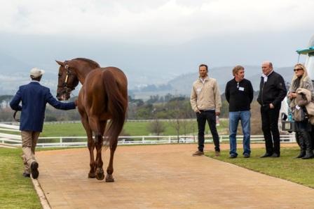 Drakenstein Stallion Day 2018 (photo: hamishNIVENPhotography)