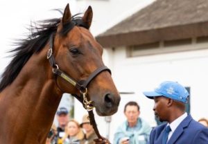 Duke Of Marmalade (photo: hamishNIVENPhotography)