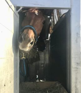 Leaving on a jet plane! Winston on his way (photo: supplied)