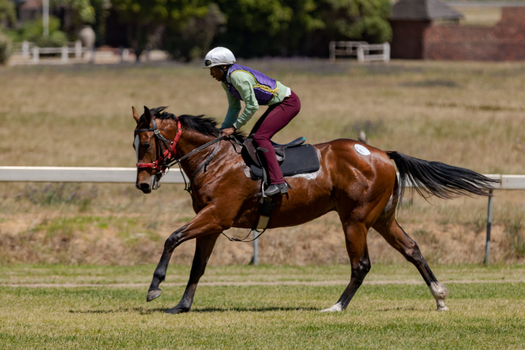 2018 CTS Cape R2R Lot 50 - Rio Querari (Querari - Arctic Breeze)