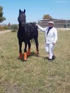 The Conglomerate (photo: Afircan Horse Carriers)