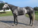 Heavenly Blue, grey stallion