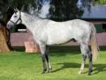 Image of sire Danon Platina