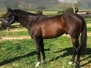 Image of sire Hawwaam