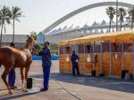 KZN Yearling Sale Catalogue Online