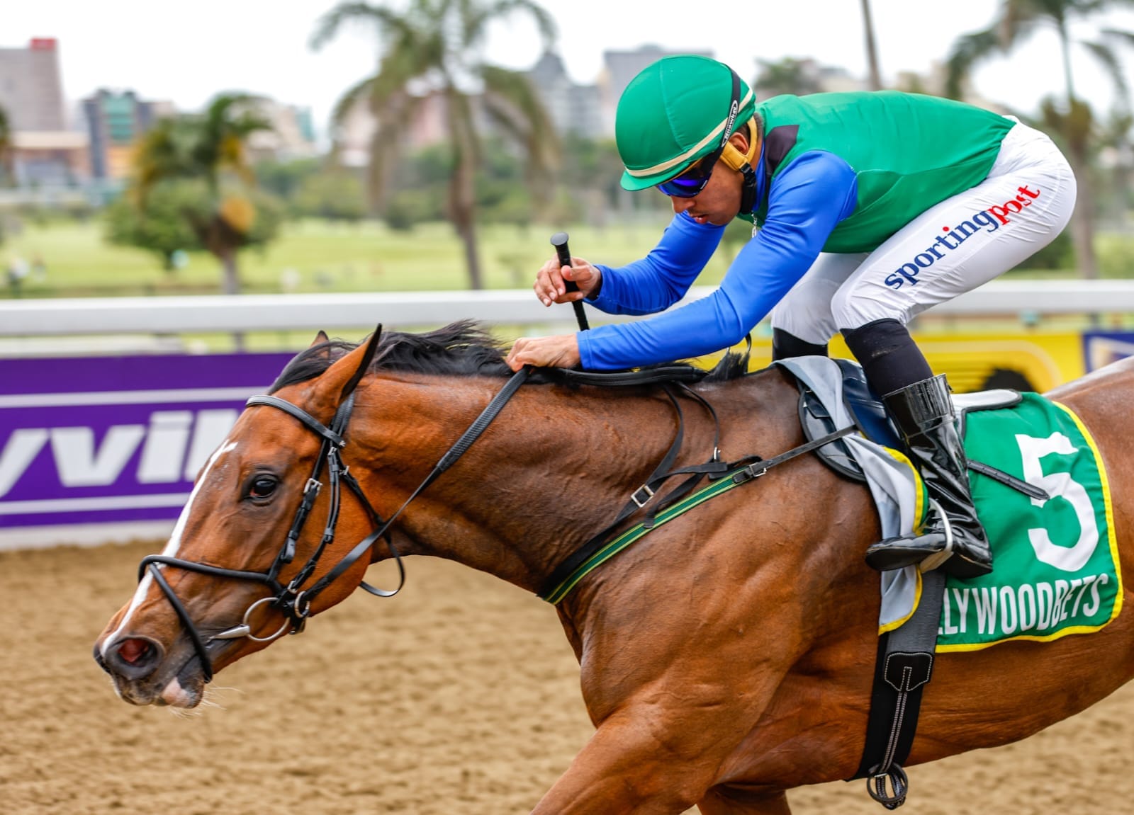 Suspended Muscutt Filly: Owner Says Sanity Will Prevail