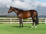 Drakenstein Announce First Son Of Frankel To Stand In SA