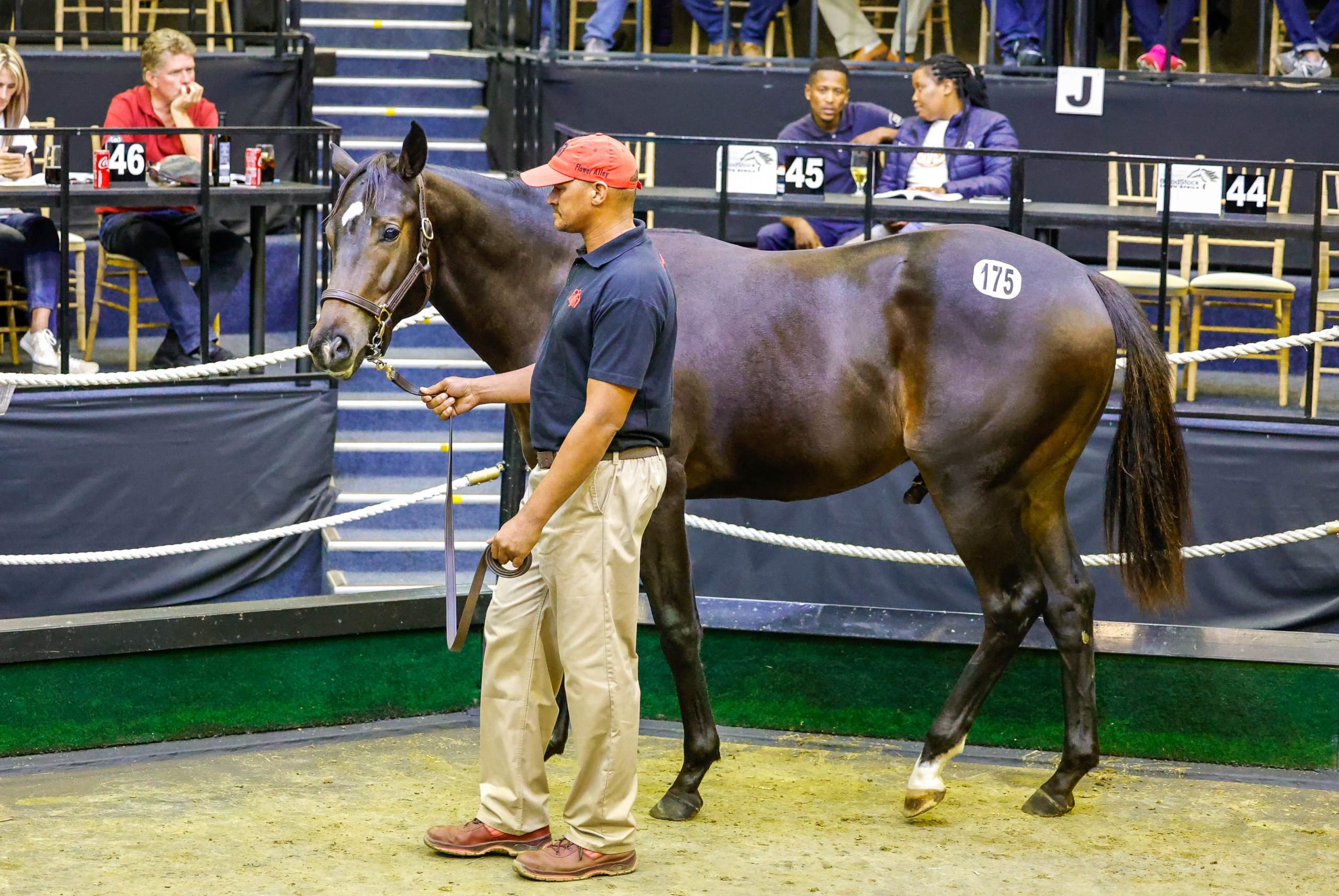 Big Thursday As National Yearling Sale Breaks New Ground On Day 1