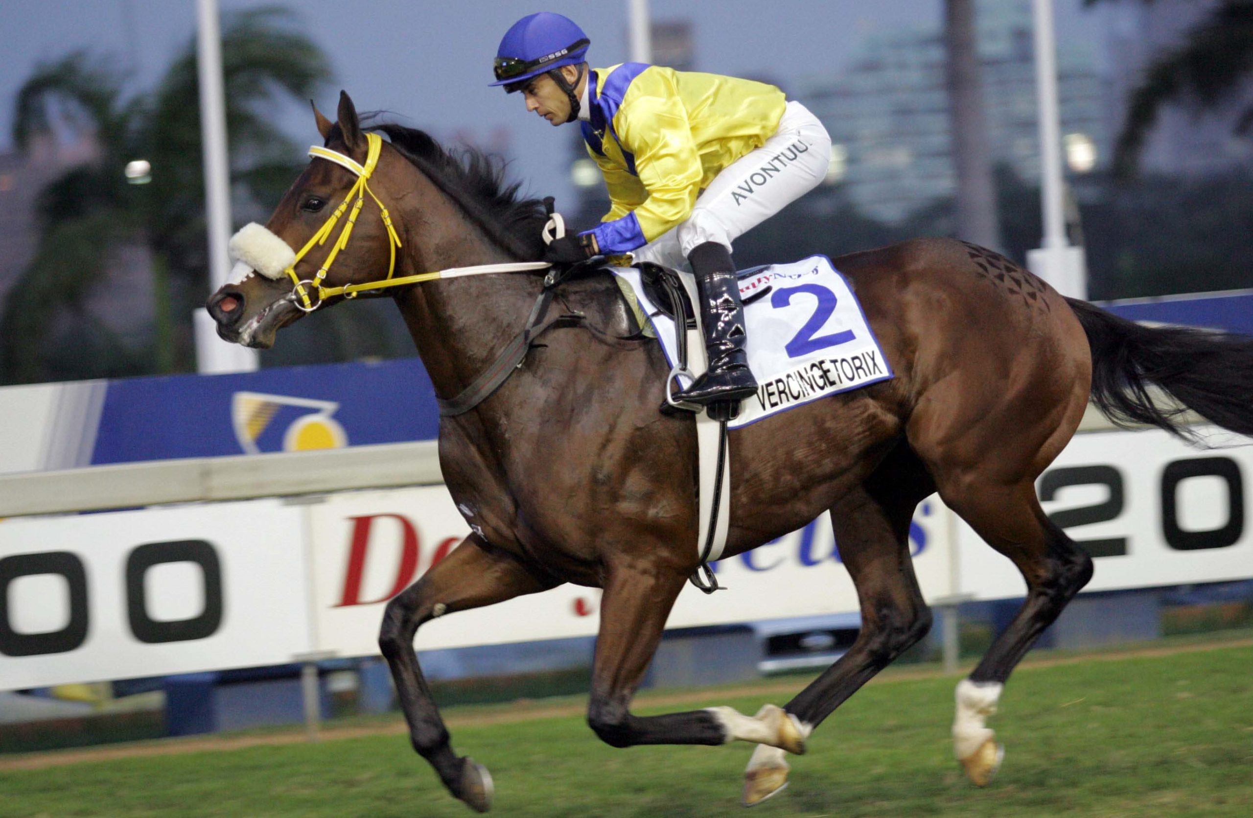 Daily News winner Vercingetorix – international campaigner and top notch Maine Chance sire today
