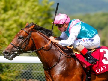 Expert Eye is a top class racehorse who now stands at Paardeberg Stud