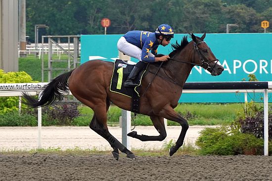 Lim's Kosciuszko is tipped as the champion in the Group 1 Kranji Mile by all the racing professionals