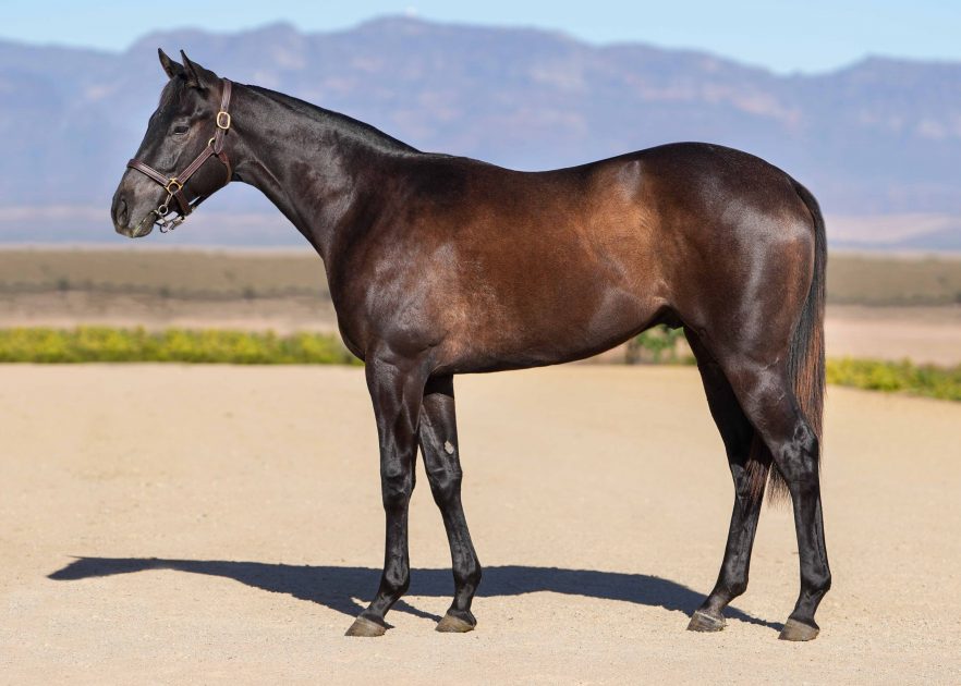 Lot 15 City Of Love