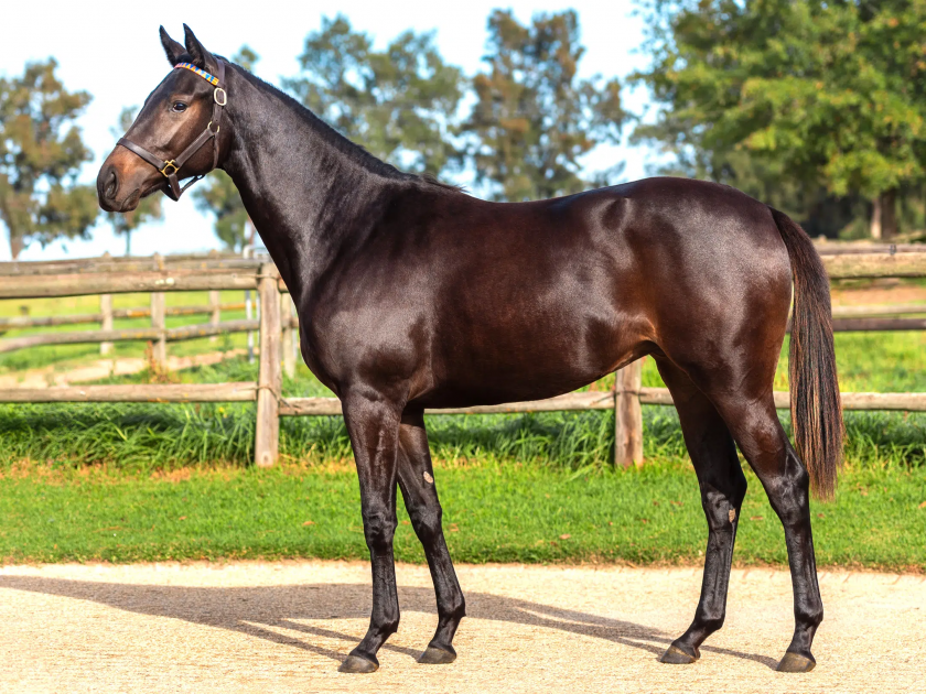 Lot 41