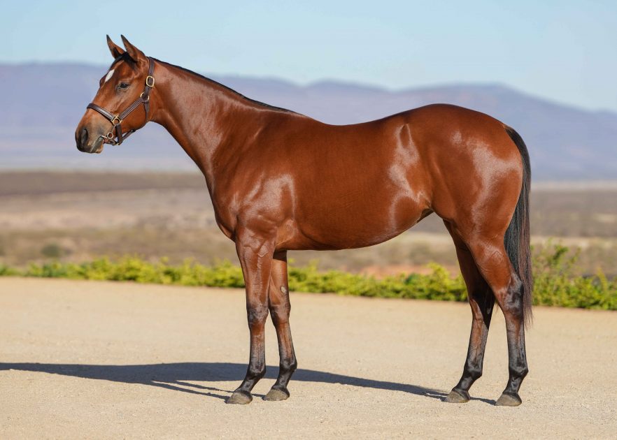 Lot 49 Without Hesitation