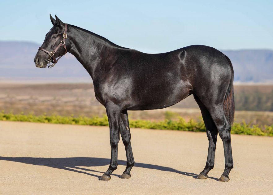 Lot 55 Proxima
