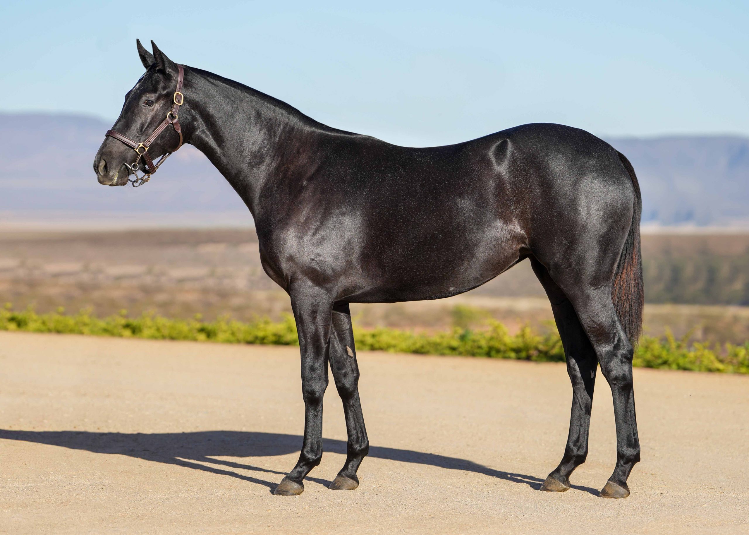 Lot 55 Proxima