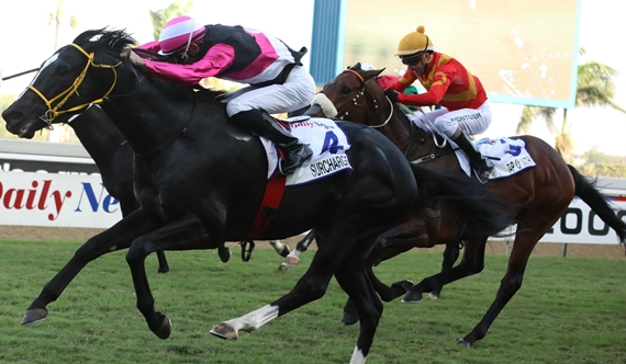 Surcharge – raced in Australia as Yulong Prince