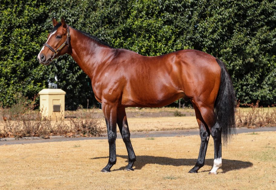 Cape Guineas winner Act Of War (Dynasty) sired two of Jill Fox’s three fillies