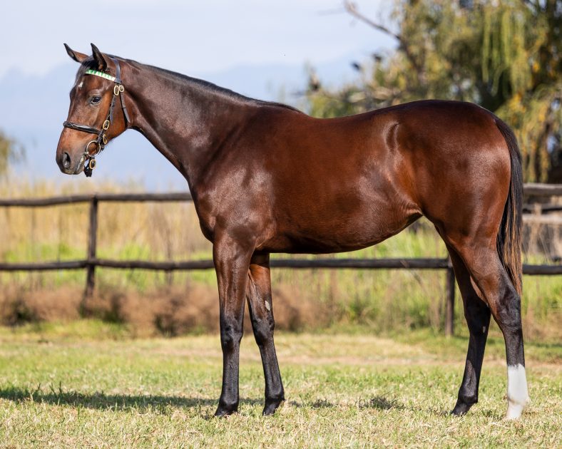 Lot 84