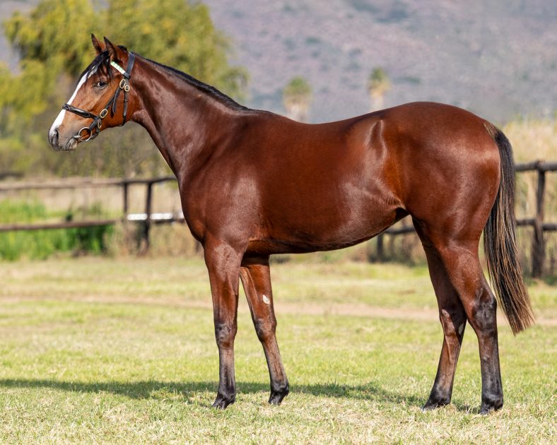 Lot 94
