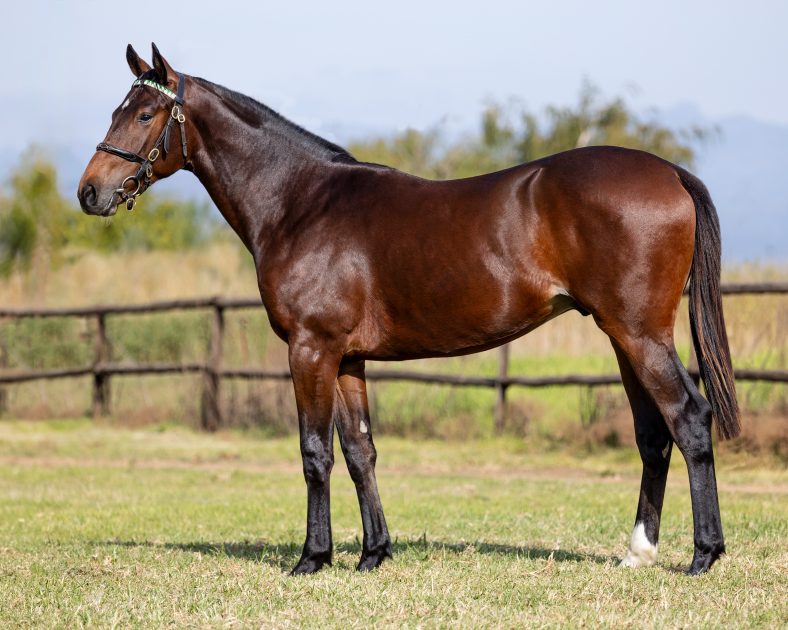 Lot 97