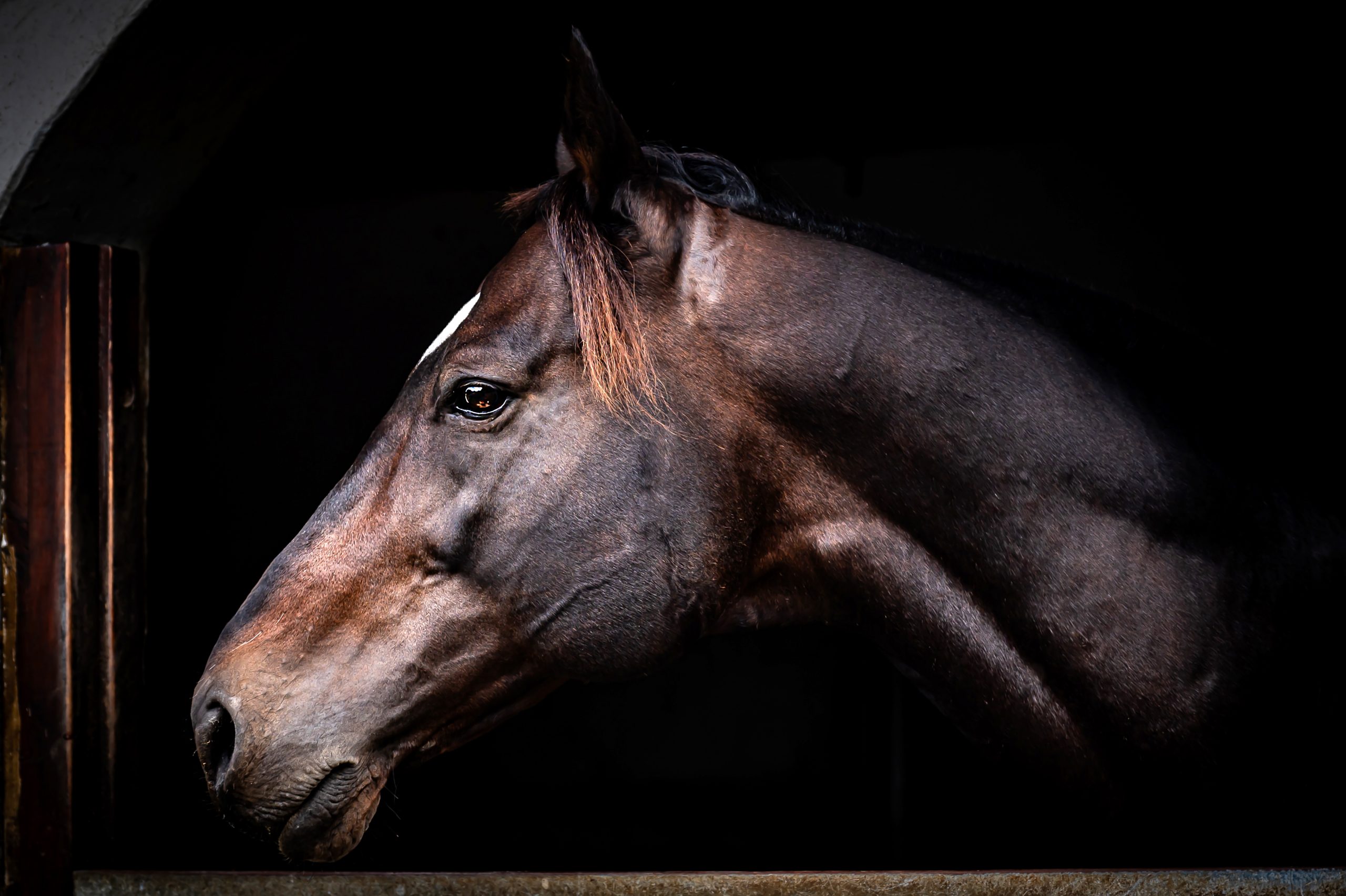 The handsome Ascot resident Global View by Galileo