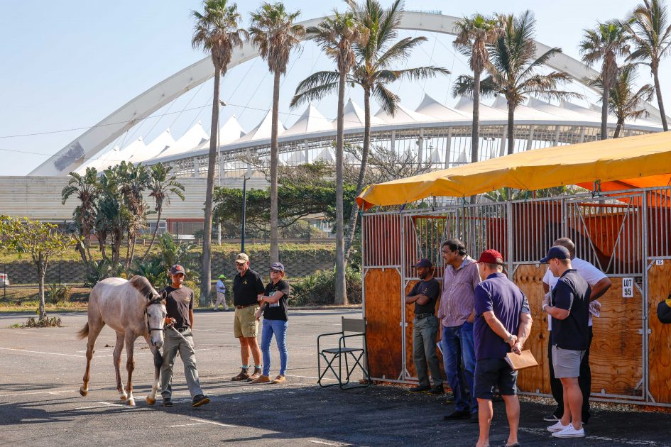 Looking forward to the BSA KZN Yearling Sale 2024