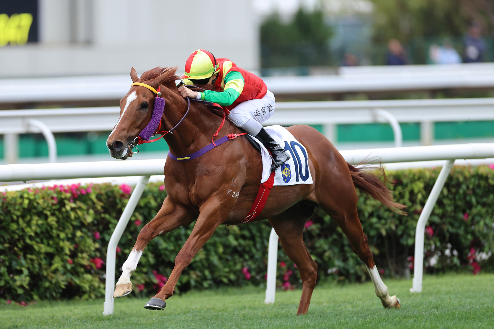 Jumbo Treasure was an easy victor at the end of March (Pic - HKJC)