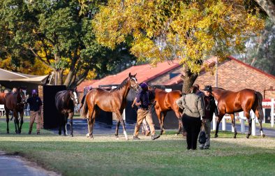 Nationals – a week away and your chance to buy a big dream for small money (Candiese Lenferna)