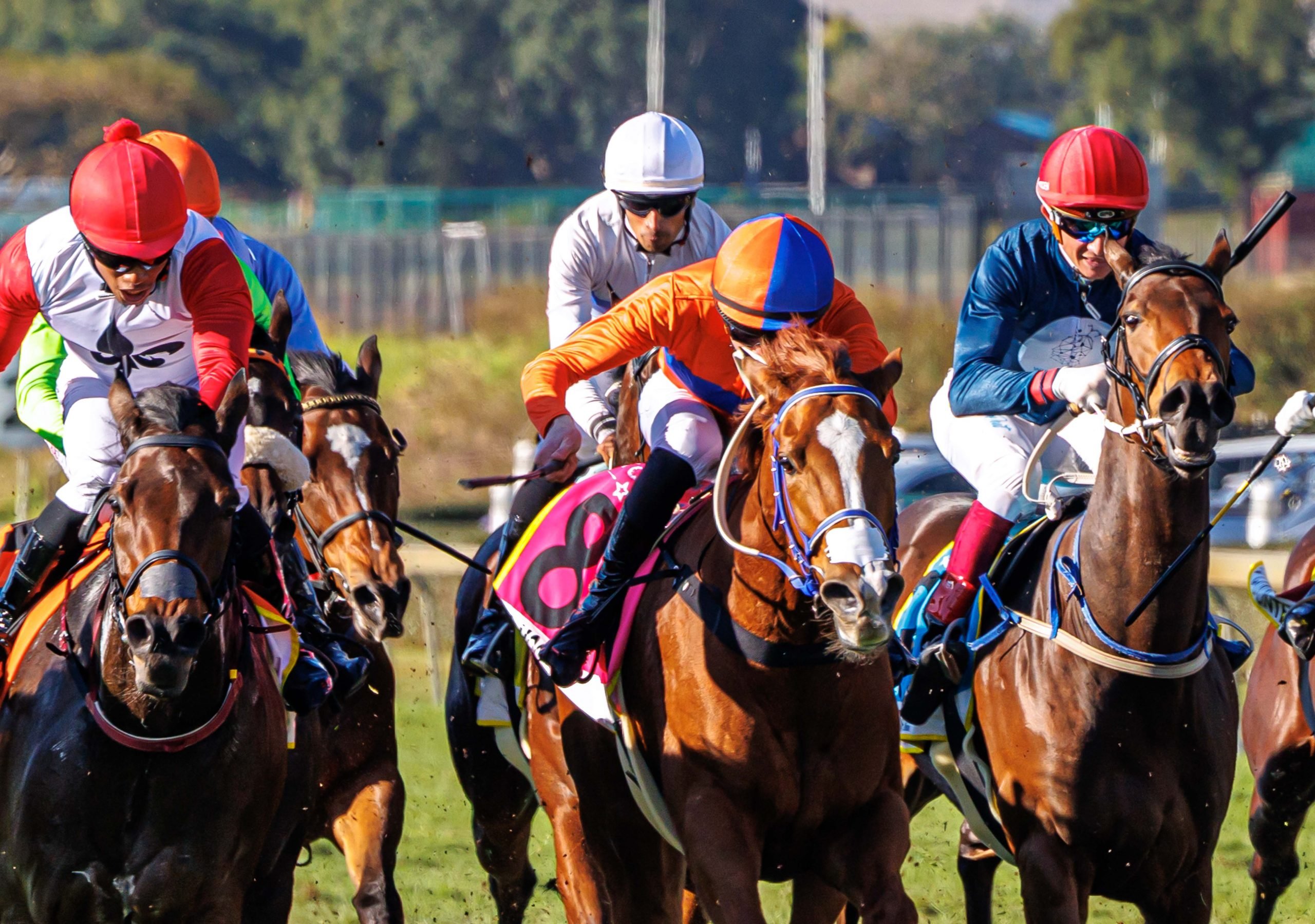 Callan Murray gets down low to keep Mia Moo at it for a peak career win. Third-placed Mrs Browning (Louis Mxothwa, red cap) is right there while Whistle The Tune (Calvin Habib) finished just out of the top four (Pic – Candiese Lenferna)