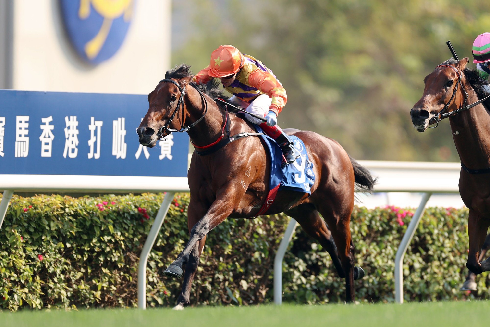 Cap Ferrat is a rising star of Hong Kong racing (Pic - HKJC)