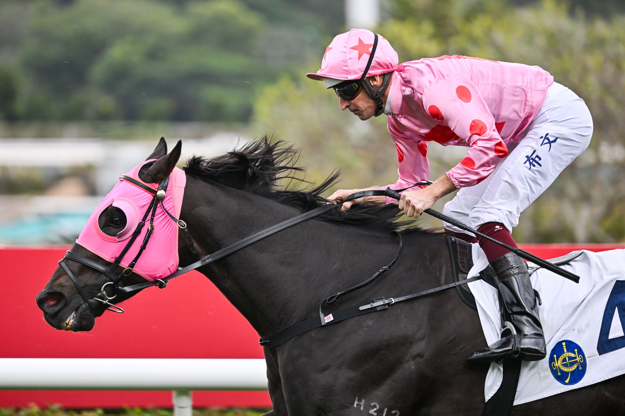 Chancheng Glory is an eight-time winner for trainer Francis Lui (Pic - HKJC)