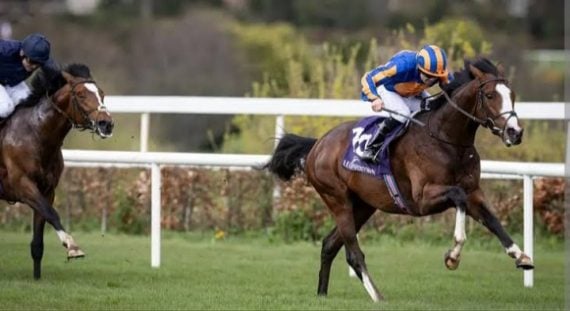 Lake Victoria's half-brother The Equator at the 2024 Tattersalls Autumn Horses in Training sale (Pic - Heversham Park)
