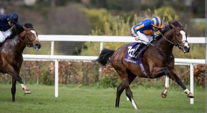 Lake Victoria's half-brother The Equator at the 2024 Tattersalls Autumn Horses in Training sale (Pic - Heversham Park)