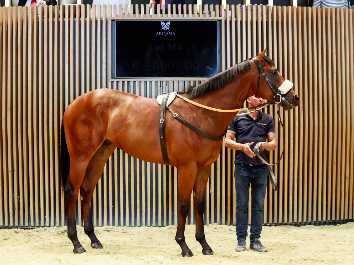 Lot 164 (c) by Siyouni x Soteria (Pic - ZuzannaLupa)