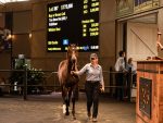 2025 Weanling Sale Shatters Previous Records
